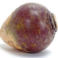 See the rutabaga that defeated Napoleon!